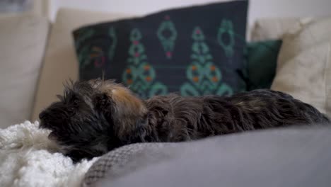 Adorable-puppy-dog-lying-down-on-cute-cosy-couch-and-doggy-pillow-chewing-on-bone-in-slow-motion-with-puppy-dog-eyes