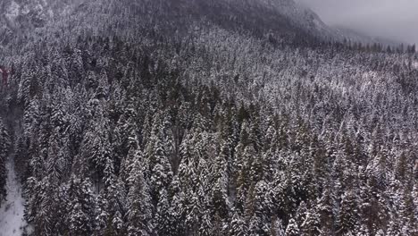 Aerial-Footage-Of-Pine-Trees-Covered-With-Snow