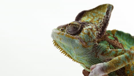 Chameleon-looks-around-curiously-with-eyes---isolated-on-white-background---close-up-on-head