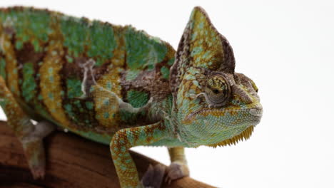Chameleon-looks-around-with-eyes-as-he-holds-onto-tree-branch---isolated-against-white-background