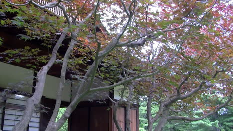 Jib-shot-moves-from-view-of-Japanese-house-with-Japanese-maple-tree-to-stone-footbridge