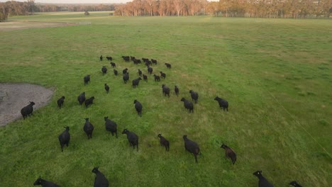 Following-black-cows-running-on-meadow-field-during-sunset-on-countryside-farm-In-Margaret-River,-Western-Australia