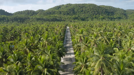 Luftaufnahme-Der-Kokosnussstraße-Auf-Der-Insel-Siargao-Mit-Vielen-Palmen-Und-Tropischem-Wald-Auf-Den-Philippinen