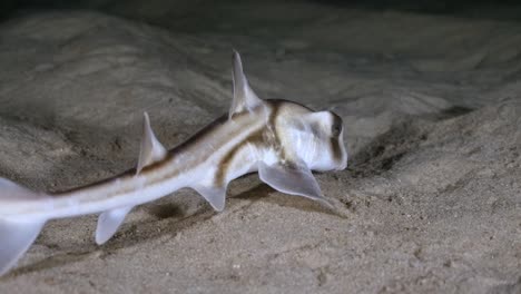 Tiburón-Puerto-Jackson-Nadando-De-Noche-En-Cámara-Lenta-4k-Heterodontus-Portusjacksoni