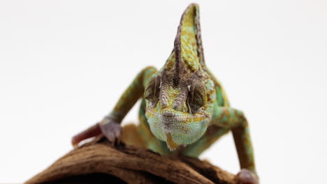 Chameleon-moves-eyes-around-as-he-moves-towards-camera---close-up---isolated-on-white-background