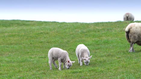 Two-Lambs-Eating-In-Grass-Field-On-A-Farm-With-Sheep-Eating-In-The-Background
