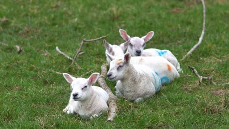 Four-Lambs-Sleeping-In-A-Grass-Field-On-A-Farm-Beside-A-Tree-Branch