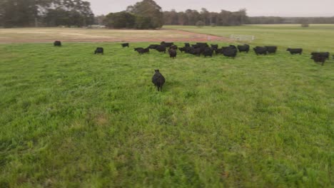 Orbit-black-cows-stand-grazing-on-meadow-field-during-sunset-on-countryside-farm-In-Margaret-River,-Western-Australia