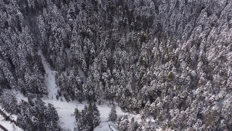 Winter-Season-Spruce-And-Pine-Trees-Covered-With-Snow