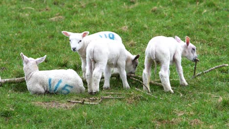 Four-Lambs-Standing-And-Sitting-In-A-Grass-Field-On-A-Farm-Beside-A-Tree-Branch
