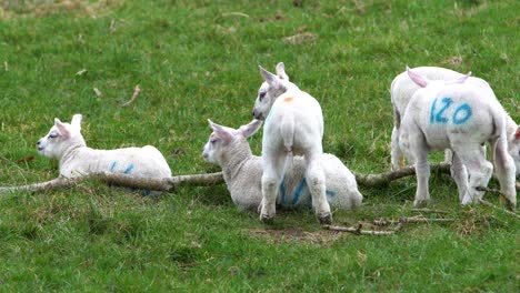 Five-Lambs-Standing-And-Sitting-In-A-Grass-Field-On-A-Farm-Beside-A-Tree-Branch