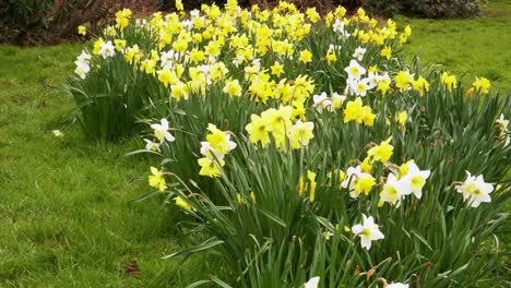 4K-close-up-on-some-yellow-and-white-narcissus-commonly-known-as-daffodil-or-jonquil-shaking-in-the-wind