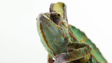 Chameleon-looking-around-with-eyes---extreme-close-up---isolated-on-white-background