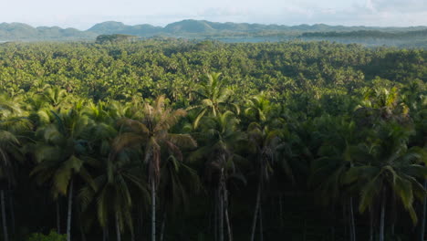 Luftaufnahme-Von-Kokospalmen-Aussichtsplattform-Auf-Der-Insel-Siargao,-Philippinen