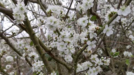 Blackthorn-bush,-a-species-of-Prunus-with-little-white-flowers-in-an-early-Spring-is-among-the-first-flowering-bushes-in-Ireland