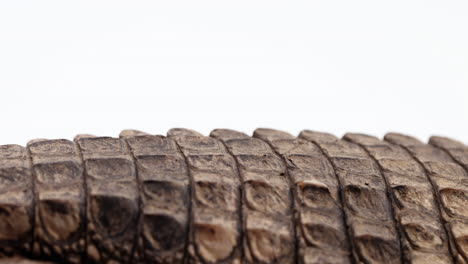Close-up-on-caiman-crocodile-tail-panning-across-screen---white-background