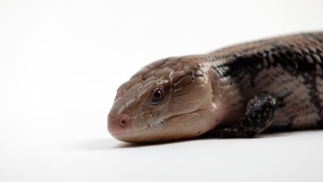 Blue-Tongue-Skink-relaxed-on-white-background-flicks-out-tongue---close-up-on-face-isolated-on-white-background