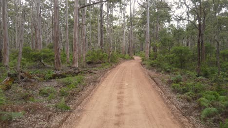 Camera-moving-forward-in-rural-road-with-trees-on-the-side-in-Boranup-forest
