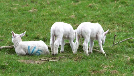 Three-Lambs-Standing-And-Sitting-In-A-Grass-Field-On-A-Farm-Beside-A-Tree-Branch