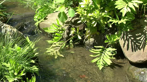 Ferns-overhang-the-edge-of-a-small-stream