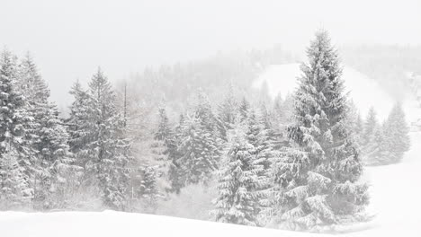Eiskalter-Wind-Lässt-Schnee-Um-Den-Waldrand-Mit-Kiefern-Treiben,-Handheld