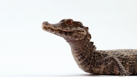 Dwarf-caiman-crocodile-isolated-on-white-background-slowly-begins-to-turn-away---close-up-on-face