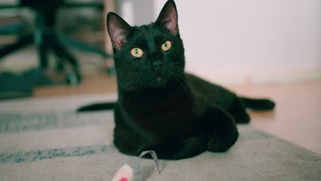 Porträt-Einer-Schwarzen,-Flauschigen-Katze-Mit-Gelben-Augen