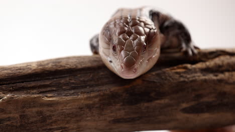 Blue-tongue-skink-whips-out-tongue---head-on-view--extreme-close-up---isolated-on-white-background