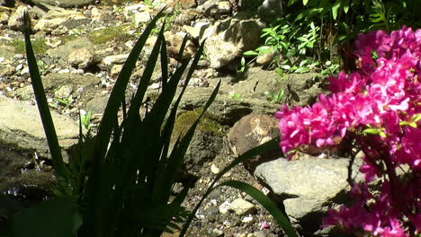 Azaleas-and-irises-grow-on-the-rocky-bank-of-a-small-stream