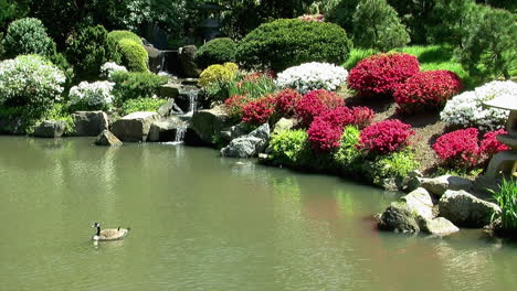 A-Canada-Goose-floats-on-the-surface-of-a-pond-in-a-Japanese-garden