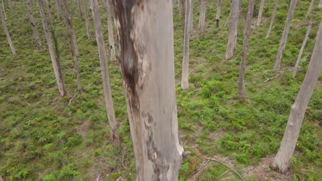 Aufsteigender-Schuss-Vom-Stamm-Eines-Sehr-Hohen-Baums-Während-Des-Tages-Im-Boranup-wald,-Australien