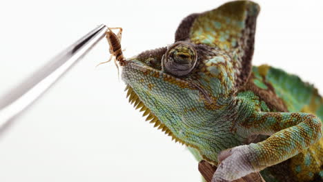 Attempting-to-feed-a-cricket-to-a-chameleon-whos-not-hungry---side-profile---close-up-on-face