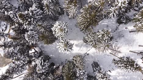 Wald-Von-Kiefern,-Die-Mit-Schnee-Bedeckt-Sind,-Luftvertikale