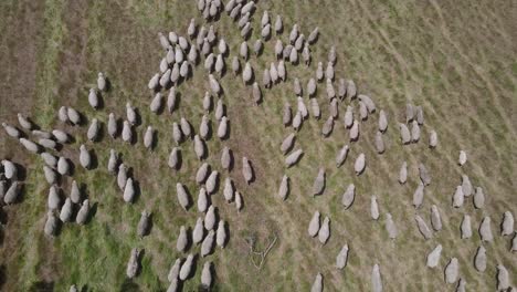 Aerial-top-down-showing-herd-of-walking-sheeps-on-green-meadow-farm-during-daytime