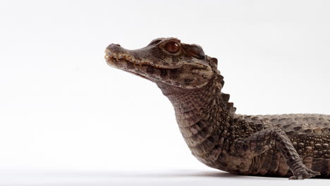 Dwarf-caiman-crocodilian-breathing---close-up-on-face-isolated-against-white-background