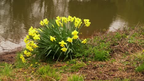 4K-close-up-on-some-yellow-and-white-narcissus-commonly-known-as-daffodil-or-jonquil-shaking-in-the-wind-in-the-river-bed