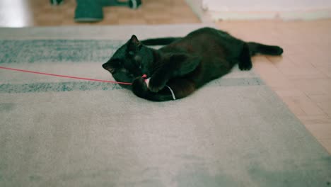Verspielte,-Flauschige-Schwarze-Katze,-Die-Mit-Einem-Spielzeug-Spielt