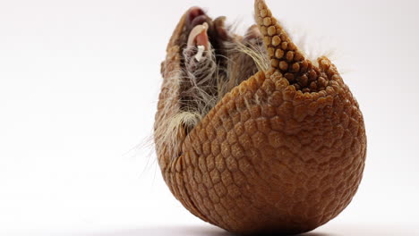 Armadillo-curled-into-a-ball-on-his-back---close-up-isolated-on-white-background