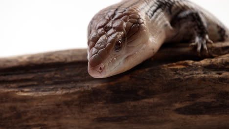 Blue-tongue-skink---extreme-close-up-on-face-as-he-whips-out-tongue---slow-motion