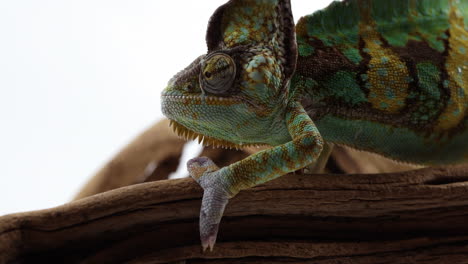 Chameleon-walks-across-shaky-tree-branch---close-up-side-profile