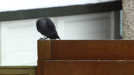 Cuervo-Negro-Comiendo-Pan-Encima-De-La-Cerca-Mientras-Nieva