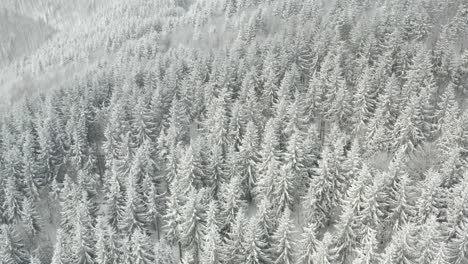Stunning-snowy-winter-forest-in-Czech-Republic,-aerial-pedestal-shot