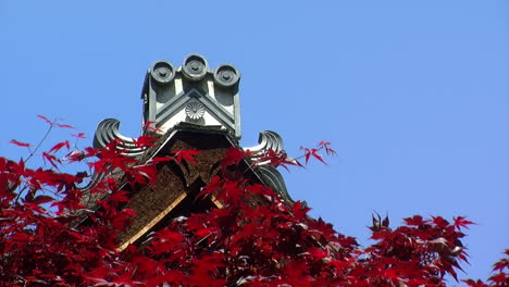 The-peak-of-a-hinoki-bark-roof-of-a-Japanese-house-with-the-red-leaves-of-a-Japanese-maple-in-the-foreground-and-a-clear-blue-sky-in-the-background