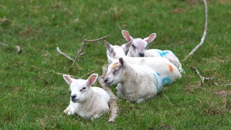 Four-Lambs-Sleeping-In-A-Grass-Field-On-A-Farm-Beside-A-Tree-Branch,-Long-Clip