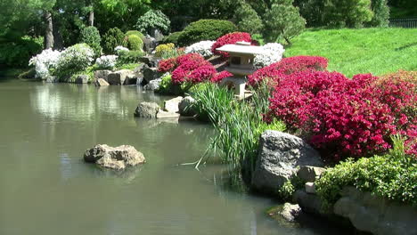 Arbustos-De-Azalea-Bordean-El-Borde-De-Un-Estanque-En-Un-Jardín-Japonés
