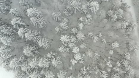 Top-view-of-snowy-pine-trees,-beautiful-pattern-of-nature,-Czech-winter