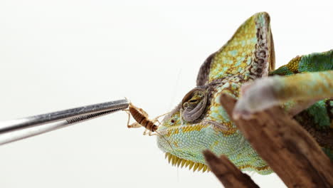 Chameleon-turns-away-from-eating-cricket---close-up-on-face-isolated-on-white