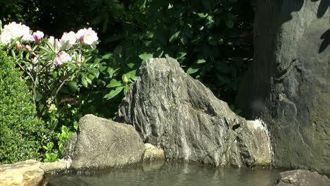 Decorative-rocks-and-a-rhododendron-in-bloom-line-the-edge-of-a-pond