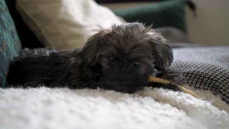 Close-up-of-adorable-puppy-dog-lying-down-on-cute-cosy-couch-and-doggy-pillow-chewing-on-a-bone-in-slow-motion-with-puppy-dog-eyes