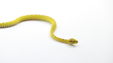 Baby-Green-tree-python-curling-up---close-up-on-face---isolated-on-white-background
